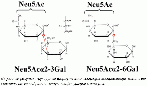 Рис. 2. Структурные формулы сиаловой, или N-ацетилнейраминовой кислоты (Neu5Ac) и двух способов ковалентной связи со следующим моносахаридом (в данном случае — галактозой, Gal): альфа2-3- или альфа2-6-связью