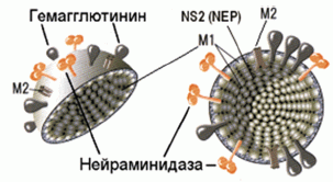Рис. 1. Структура вириона вируса гриппа А (Orthomyxoviridae, Influenza A virus)