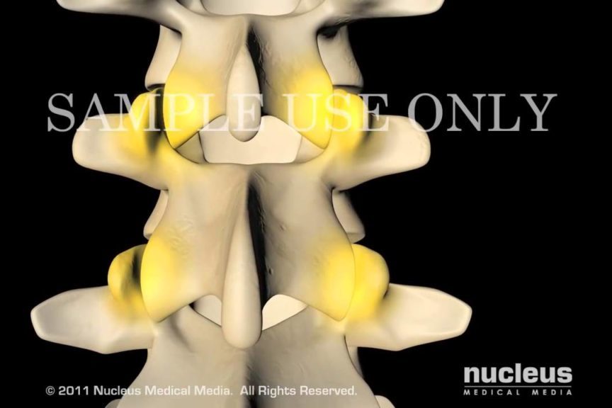 Анатомия позвоночника