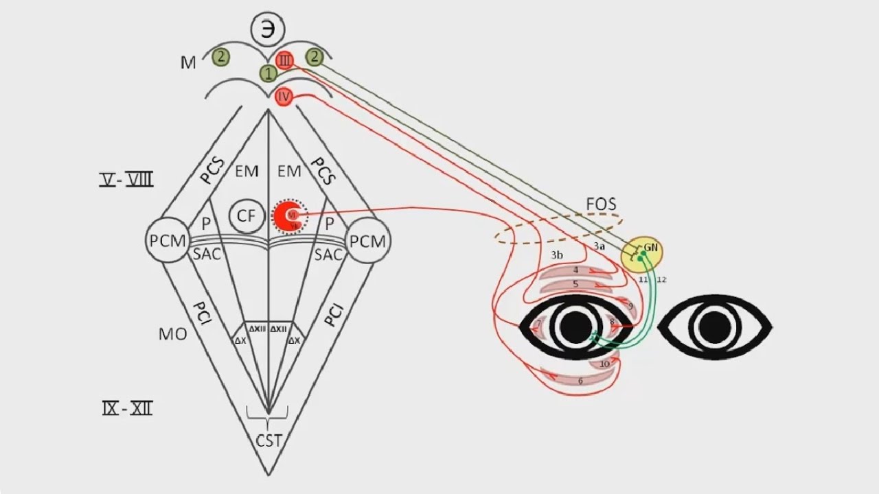 Ход глазодвигательного нерва схема