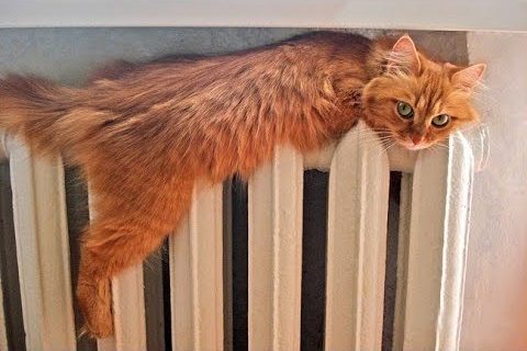 О самом главном: Упражнения от боли в коленях, увлажнитель воздуха, хурма