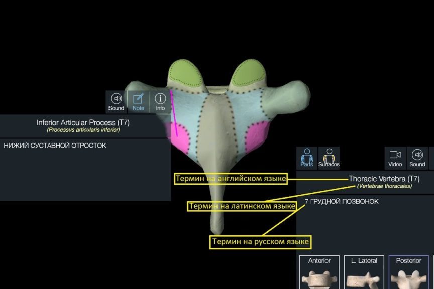 Позвоночный столб. Анатомия.
