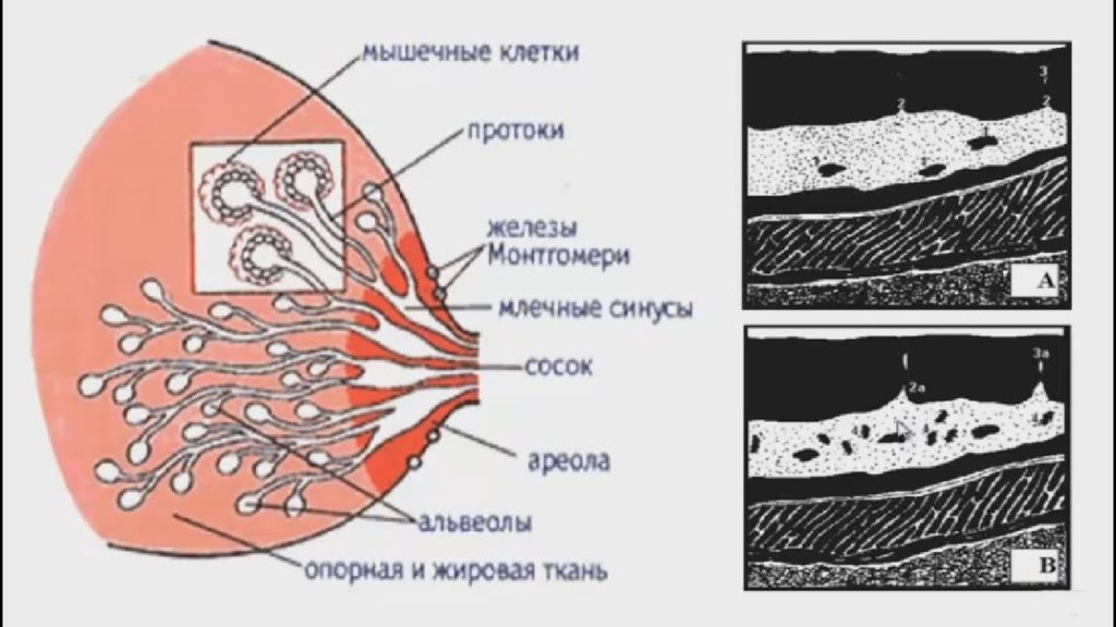 Строение ткани молочной железы