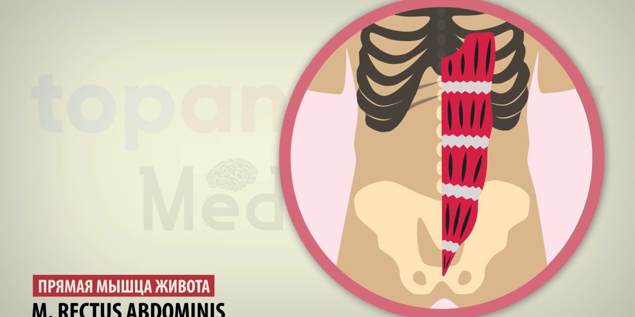 17 Мышцы живота и паховый канал