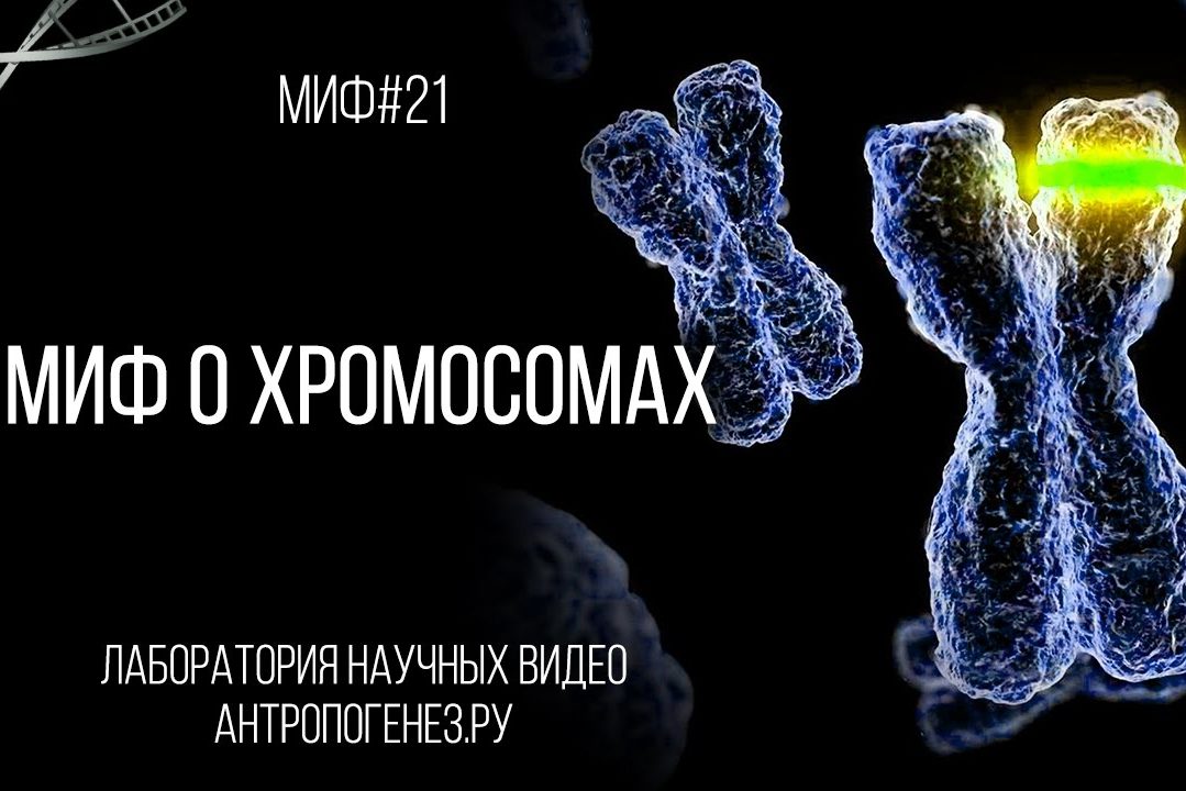 Александр Соколов. Миф о хромосомах