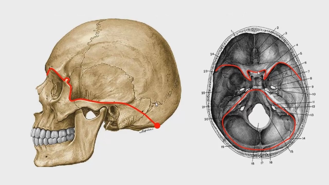 Мозговое основание черепа. Основание черепа сбоку. Основание черепа сбоку анатомия. Свод и основание черепа анатомия. Основание черепа Черепные ямки.