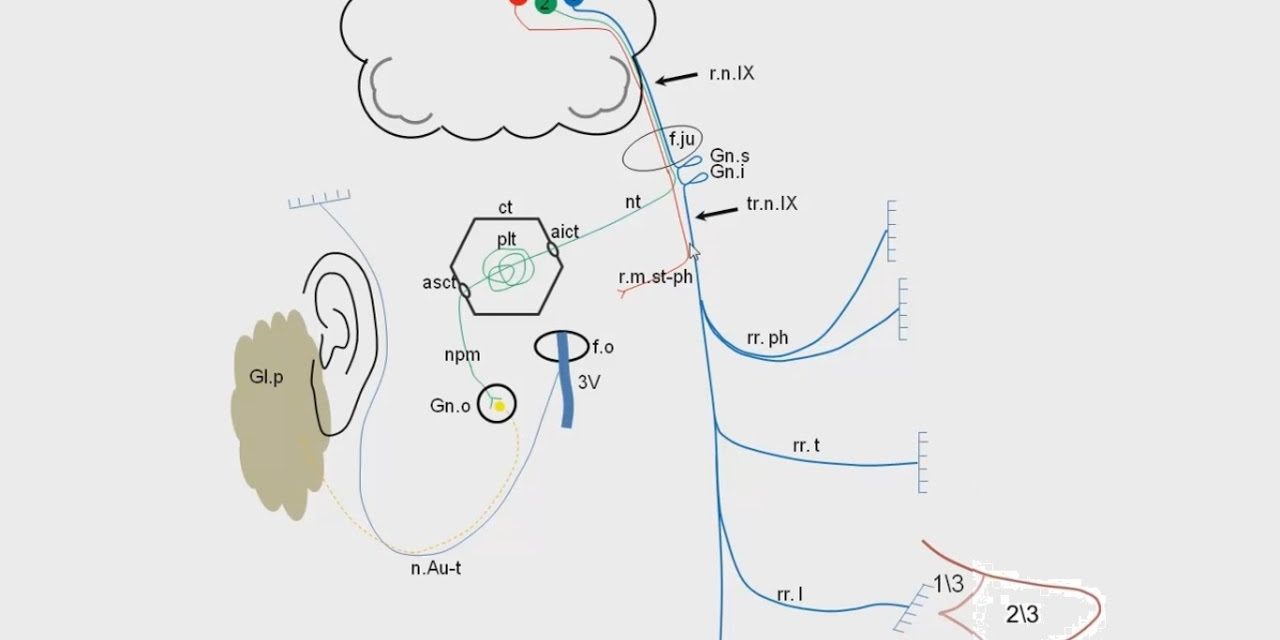 IX пара черепных нервов — языкоглоточный нерв