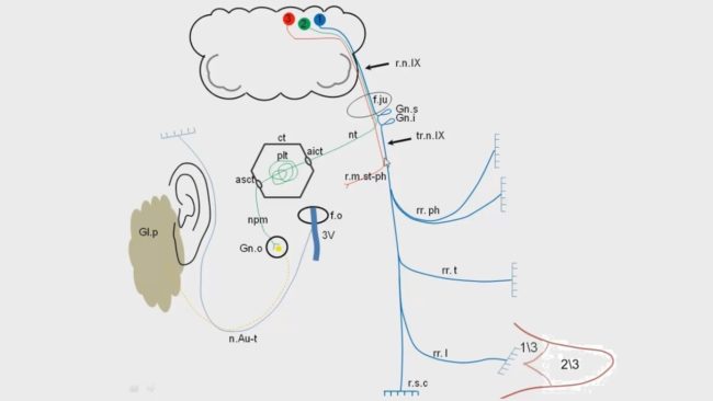 IX пара черепных нервов — языкоглоточный нерв