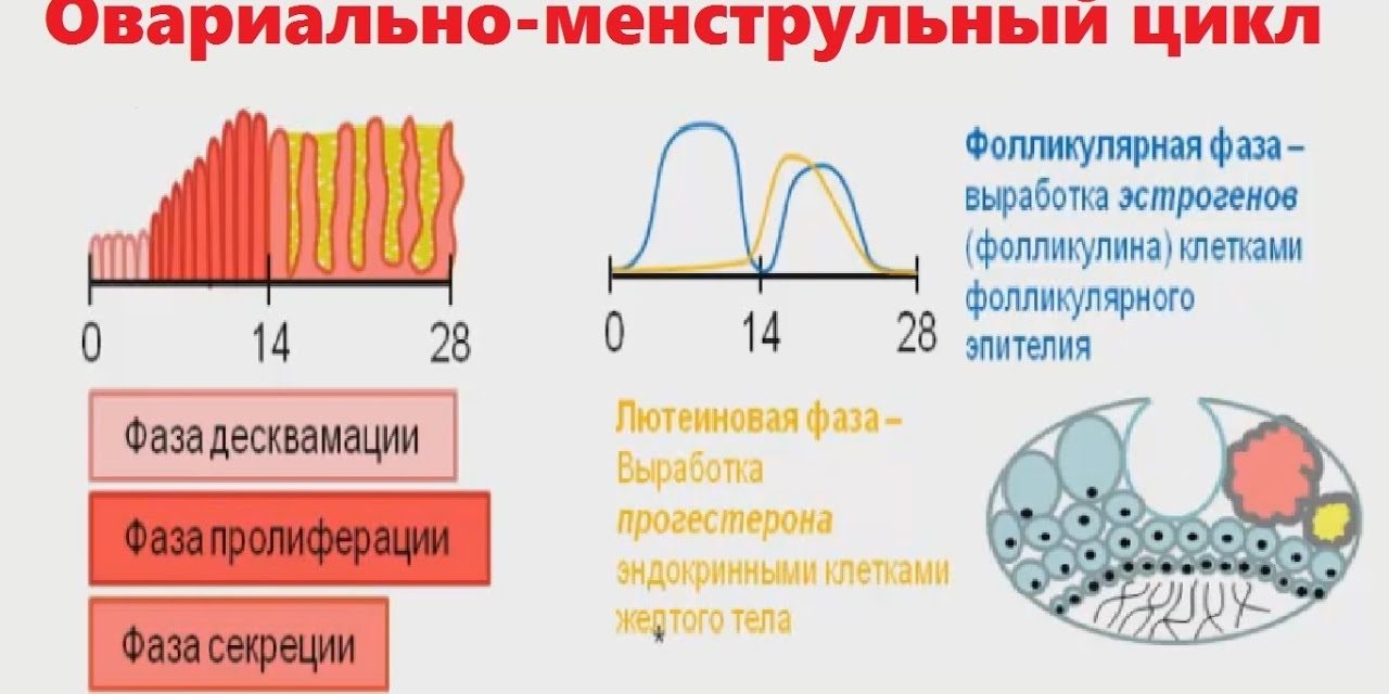 Боли при менструационном цикле