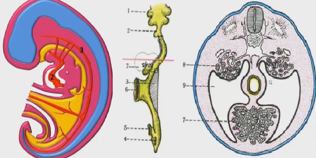 Строение и развитие желудочно-кишечного тракта (Анатомия)