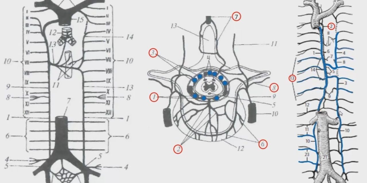 Вены задней стенки туловища