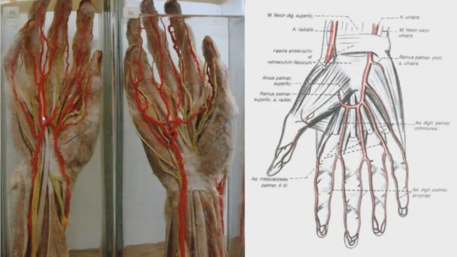 Артерии кисти