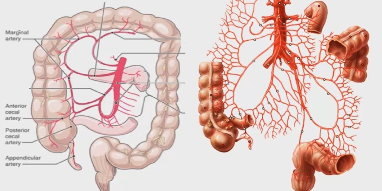 Брюшная аорта