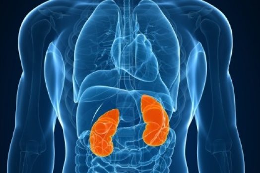 Ученые предложили новый метод борьбы с отторжением пересаженных почек