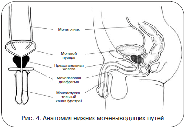 Рис. 4. Анатомия нижних мочевыводящих путей