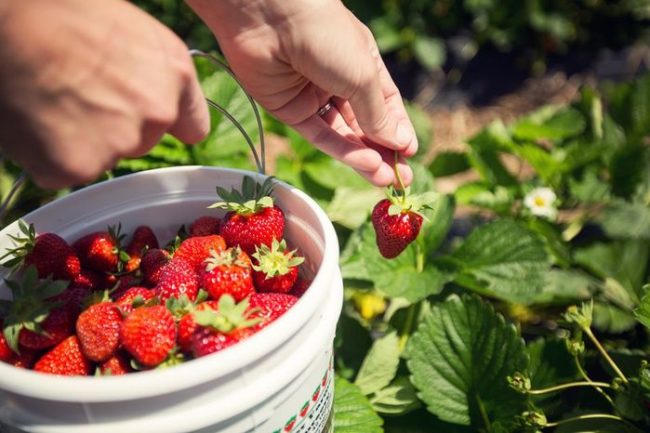 10 уникальных свойств клубники, о которых вы даже не догадывались