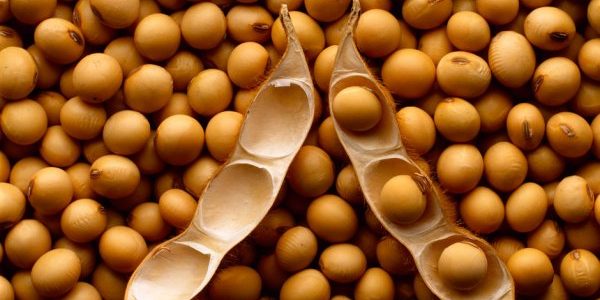 Соя способствует бесплодию мужчин — Медицина 2.0
