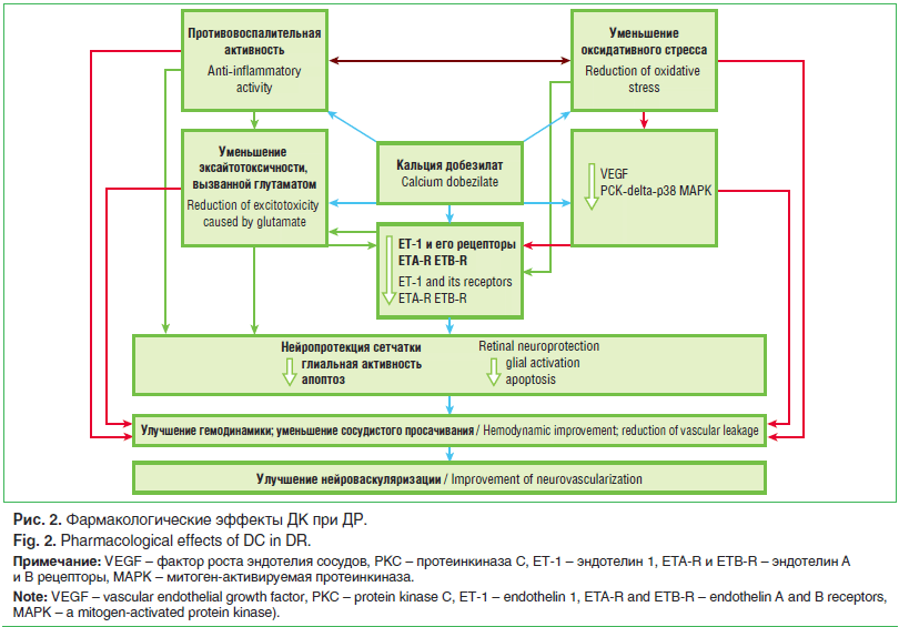 Рис. 2. Фармакологические эффекты ДК при ДР.