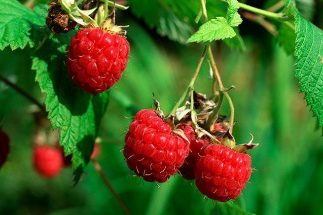 Врачи рассказали, кому нельзя есть малину