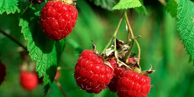 Врачи рассказали, кому нельзя есть малину