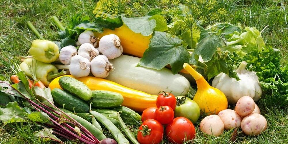 Составлен рейтинг самых полезных огородных овощей