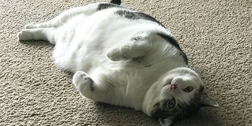 Новое исследование может изменить наш взгляд на ожирение — МедНовости