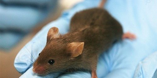 Ученые смогли обернуть вспять выпадение волос и образование морщин — МедНовости