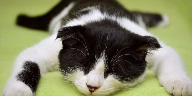 Медики рассказали, полезно ли спать днем