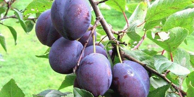 Назван лучший фрукт для профилактики онкозаболеваний