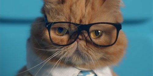 Паразит из кошачьих экскрементов может сделать вас предпринимателем — МедНовости