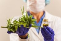 В Великобритании легализуют медицинскую марихуану