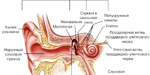 Заболевания уха, горла, носа