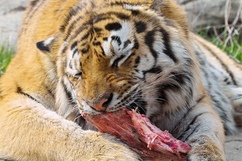 Пять рисков для здоровья, связанных с быстрой едой — МедНовости