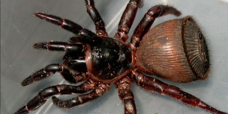 Найдено природное лекарство от эпилепсии