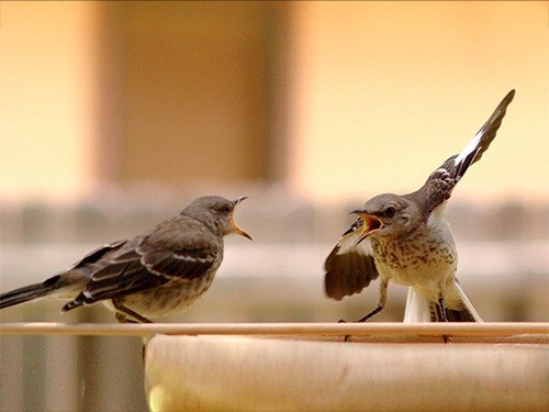 Агрессивные супружеские ссоры делают кишечник проницаемым для бактерий — МедНовости