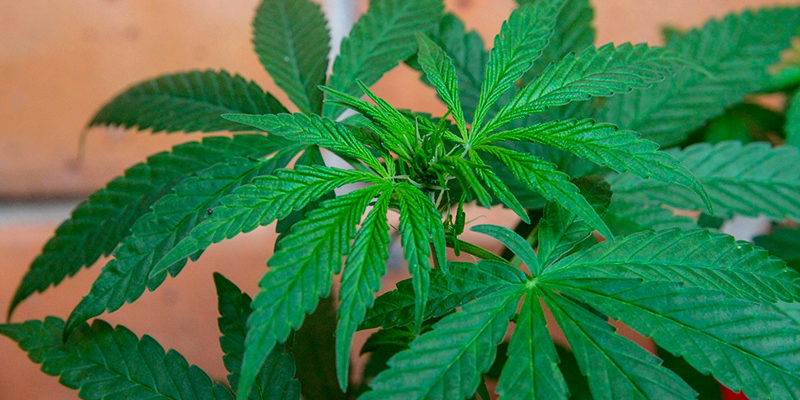 Марихуана становится популярной среди беременных с сильным токсикозом