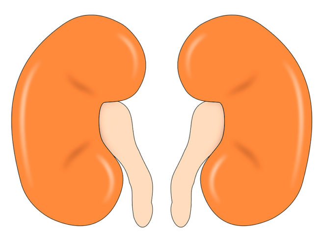 Российские ученые смогли справиться со старением почек