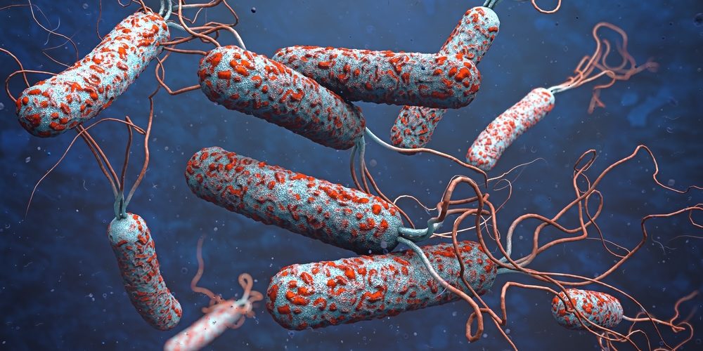 Холерный вибрион при холере