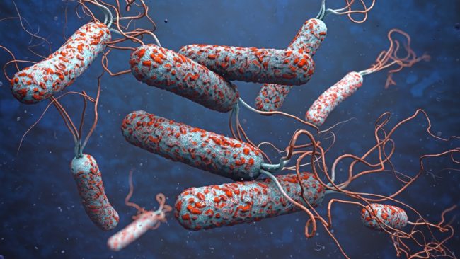 Холерный вибрион при холере