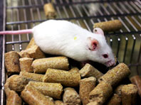 Ученые предупреждают: кетогенная диета опасна для здоровья