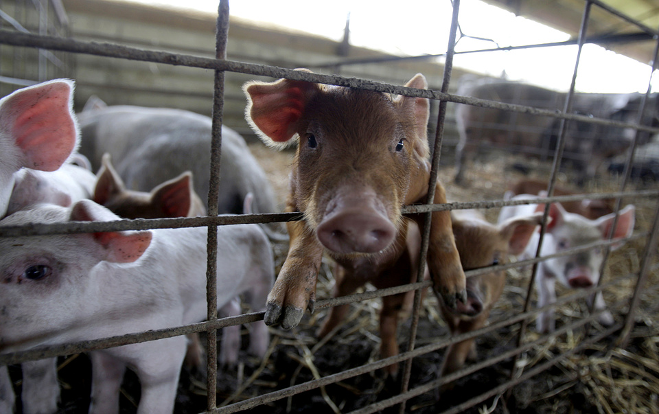 По меньшей мере половина антибиотиков применяется в сельском хозяйстве AP Photo/Jeff Roberson