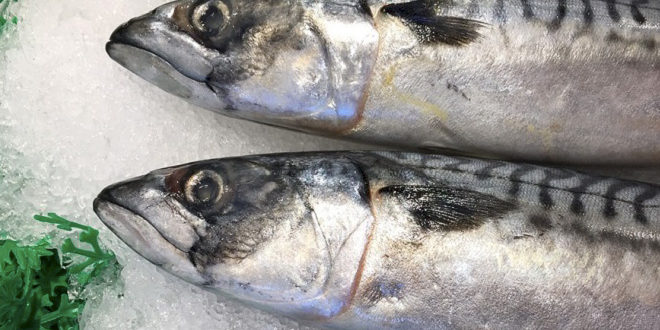 Глупые мифы о рыбе — Медицина 2.0