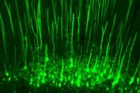 Ученые обнаружили новый «центр боли» в головном мозге