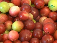 В Южной Америке обнаружен новый суперпродукт, сжигающий лишние килограммы