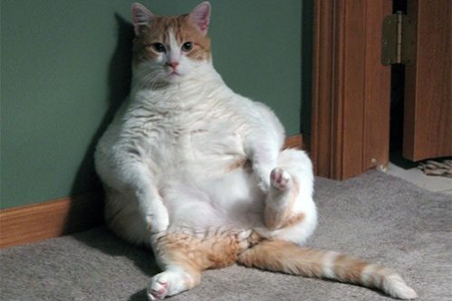 «Скачущий вес» увеличивает риск инфарктов и инсультов — МедНовости