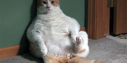 «Скачущий вес» увеличивает риск инфарктов и инсультов — МедНовости