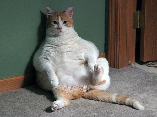 «Скачущий вес» увеличивает риск инфарктов и инсультов — МедНовости