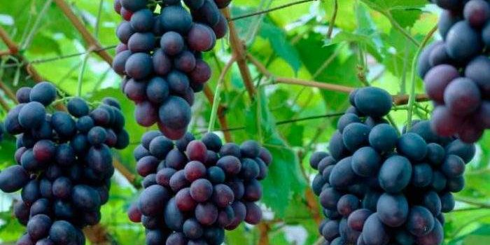Стоматологи рассказали, какой фрукт может защитить зубы от кариеса