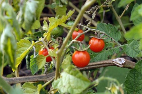 Органические продукты связали со снижением риска рака — МедНовости