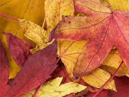 Берегите сердце: начинается инфарктная погода